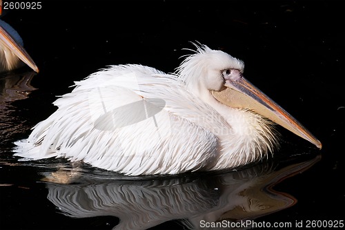 Image of Pelican