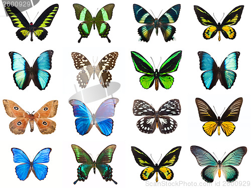 Image of Tropical butterflies