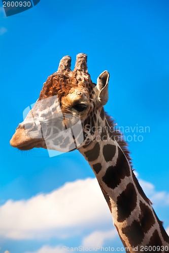 Image of Giraffe