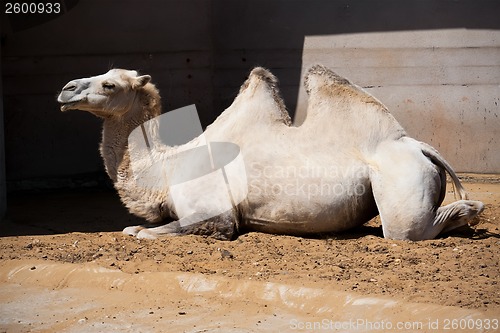 Image of Camel