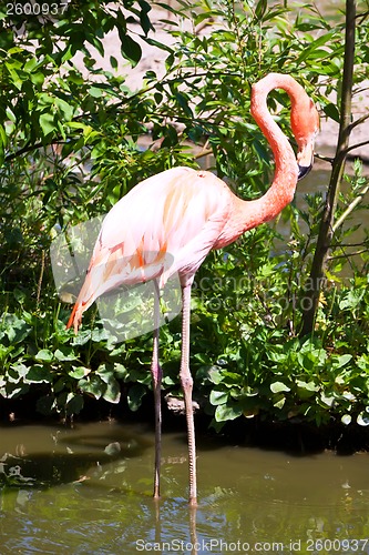 Image of Flamingo