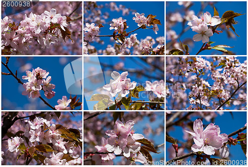 Image of Cherry blossom