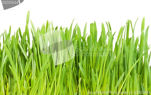 Image of Green grass