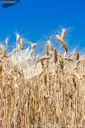 Image of Wheat field