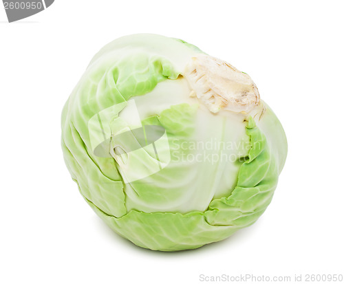 Image of Cabbage