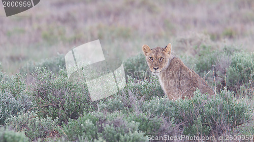 Image of Lion walking on the rainy plains of Etosha