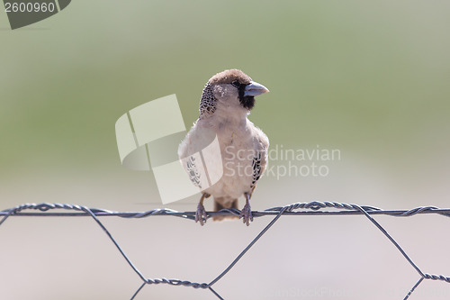 Image of Cape Sparrow (Passer melanurus)