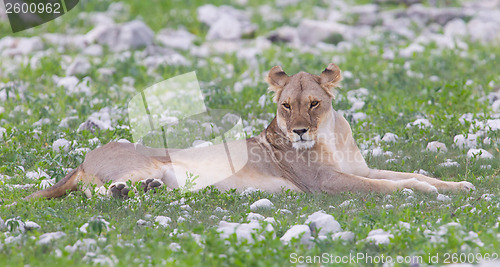 Image of Lion walking on the rainy plains of Etosha