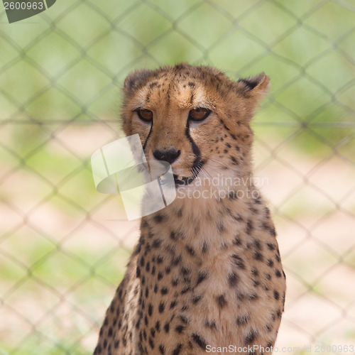 Image of Cheetah in captivity