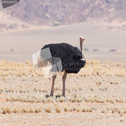 Image of Male ostrich walking in the Namib desert