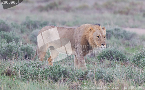 Image of Lion walking on the rainy plains of Etosha