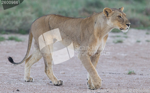 Image of Lion walking on the rainy plains of Etosha