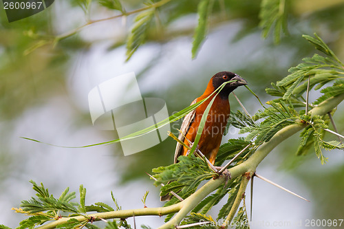 Image of Southern Red Bishop busy building a nest