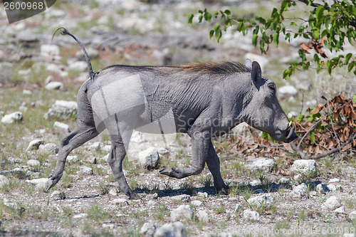 Image of Warthog walking in Etosha National Park