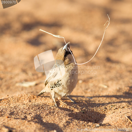 Image of Cape Sparrow (Passer melanurus)