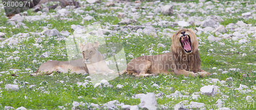 Image of Lion walking on the rainy plains of Etosha