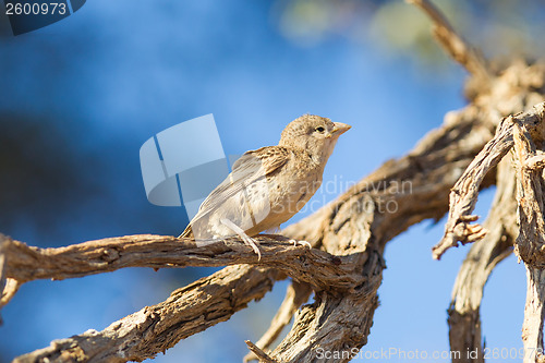 Image of Young Cape Sparrow (Passer melanurus)