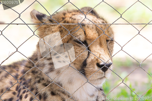 Image of Cheetah in captivity
