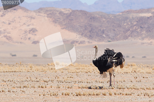 Image of Male ostrich walking in the Namib desert