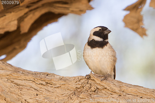 Image of Cape Sparrow (Passer melanurus)