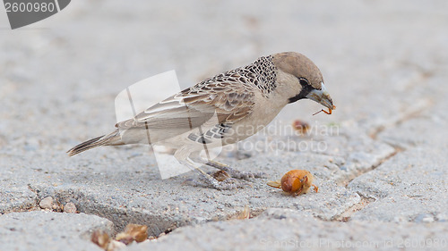 Image of Cape Sparrow (Passer melanurus)