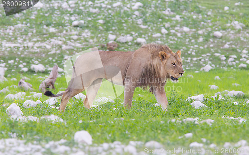 Image of Lion walking on the rainy plains of Etosha