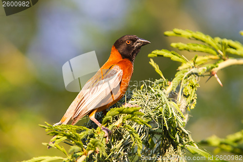 Image of Southern Red Bishop busy building a nest