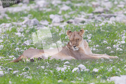 Image of Lion walking on the rainy plains of Etosha