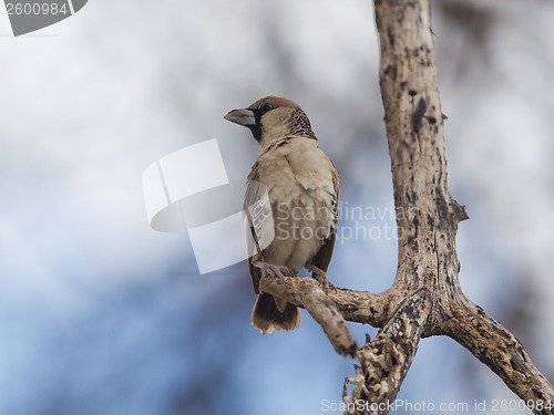 Image of Cape Sparrow (Passer melanurus)