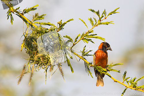 Image of Southern Red Bishop busy building a nest