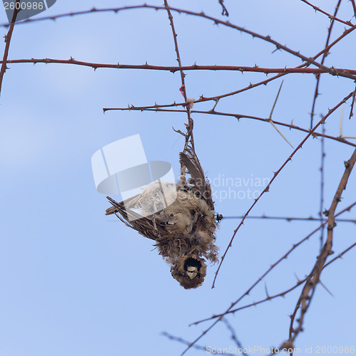 Image of Deaceased Cape Sparrow (Passer melanurus)