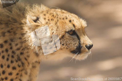 Image of CLose-up of a wild cheetah