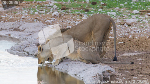 Image of Lion walking on the rainy plains of Etosha