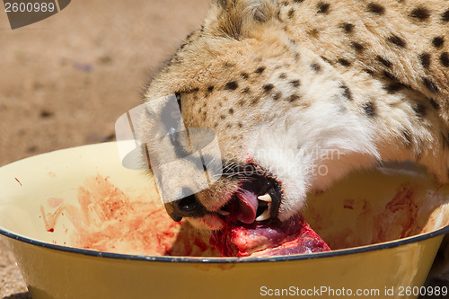 Image of Cheetah in captivity