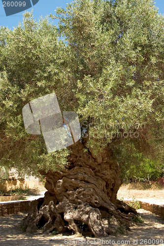 Image of Ancient olive 1