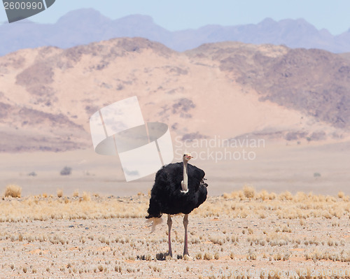 Image of Male ostrich walking in the Namib desert