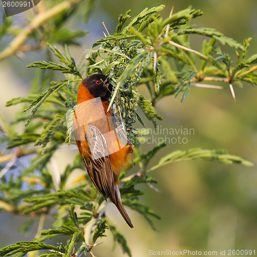Image of Southern Red Bishop busy building a nest