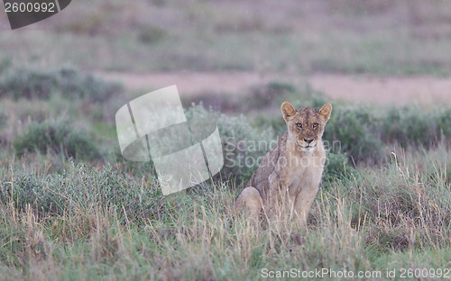 Image of Lion walking on the rainy plains of Etosha