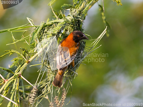 Image of Southern Red Bishop busy building a nest