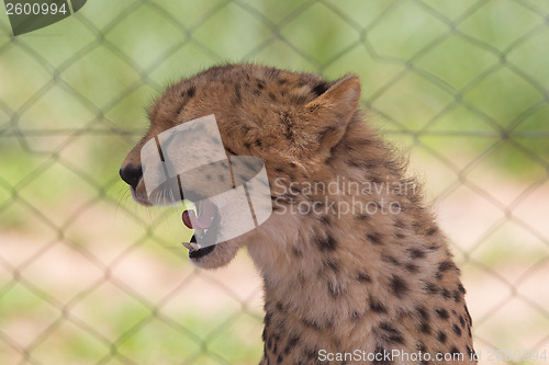 Image of Cheetah in captivity