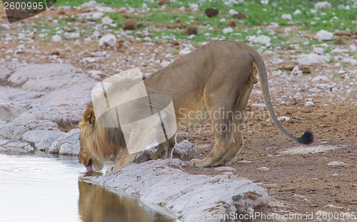 Image of Lion walking on the rainy plains of Etosha