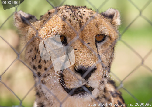 Image of Cheetah in captivity