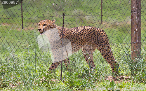 Image of Cheetah in captivity