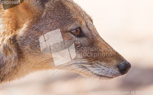 Image of Black-backed jackal in african desert