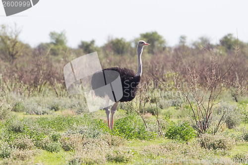 Image of Female ostrich walking in Etosha national park