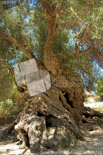 Image of Ancient olive 2