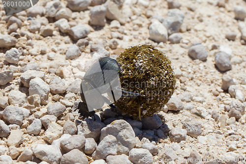 Image of Dung beetle