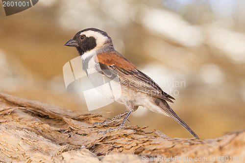 Image of Cape Sparrow (Passer melanurus)