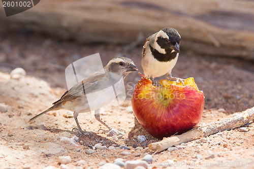 Image of Two Cape Sparrows (Passer melanurus)