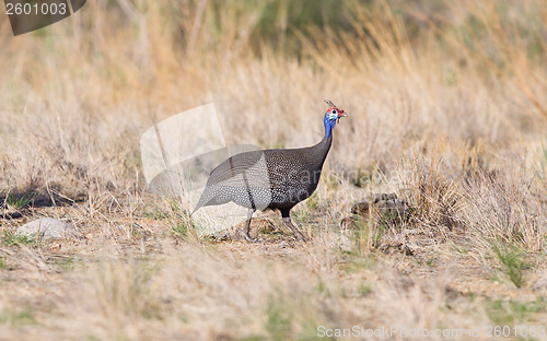 Image of Guinea Fowl, Helmeted - Wild Game Birds from Africa